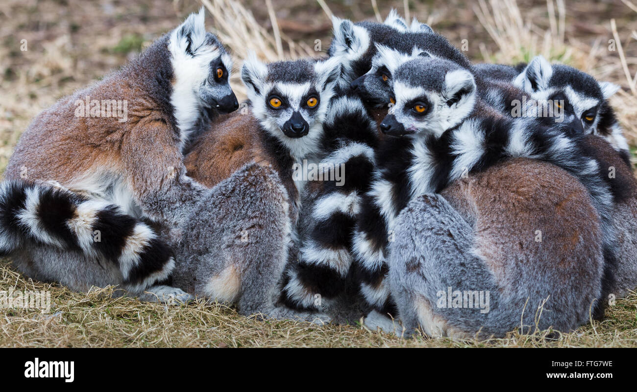Panoramic image of a group of ring-railed lemurs clinging to one another to keep warm in Norfolk. Stock Photo