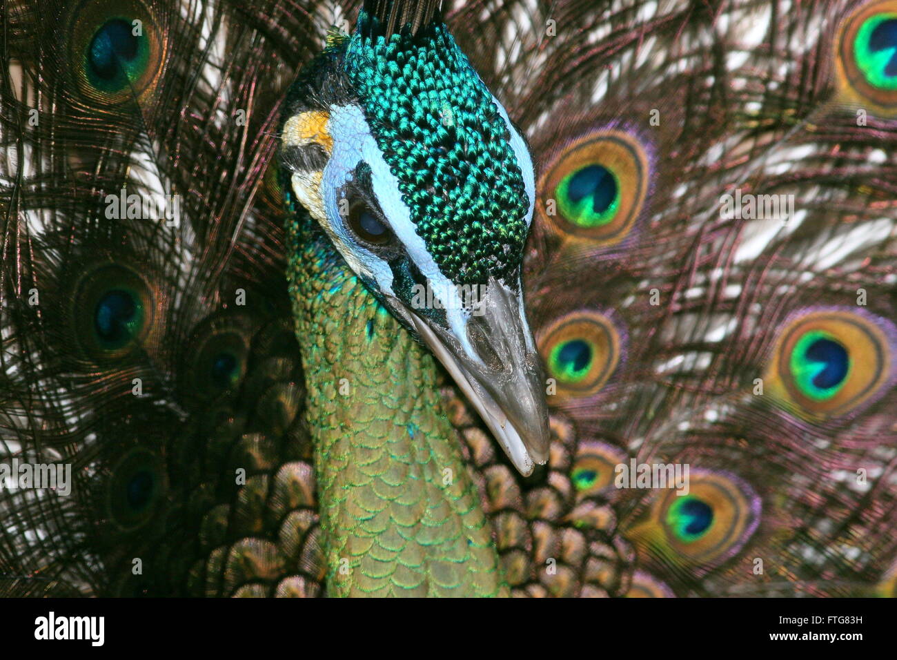 Male Asian Green Peacock Or Java Peafowl Pavo Muticus Closeup Of The Head