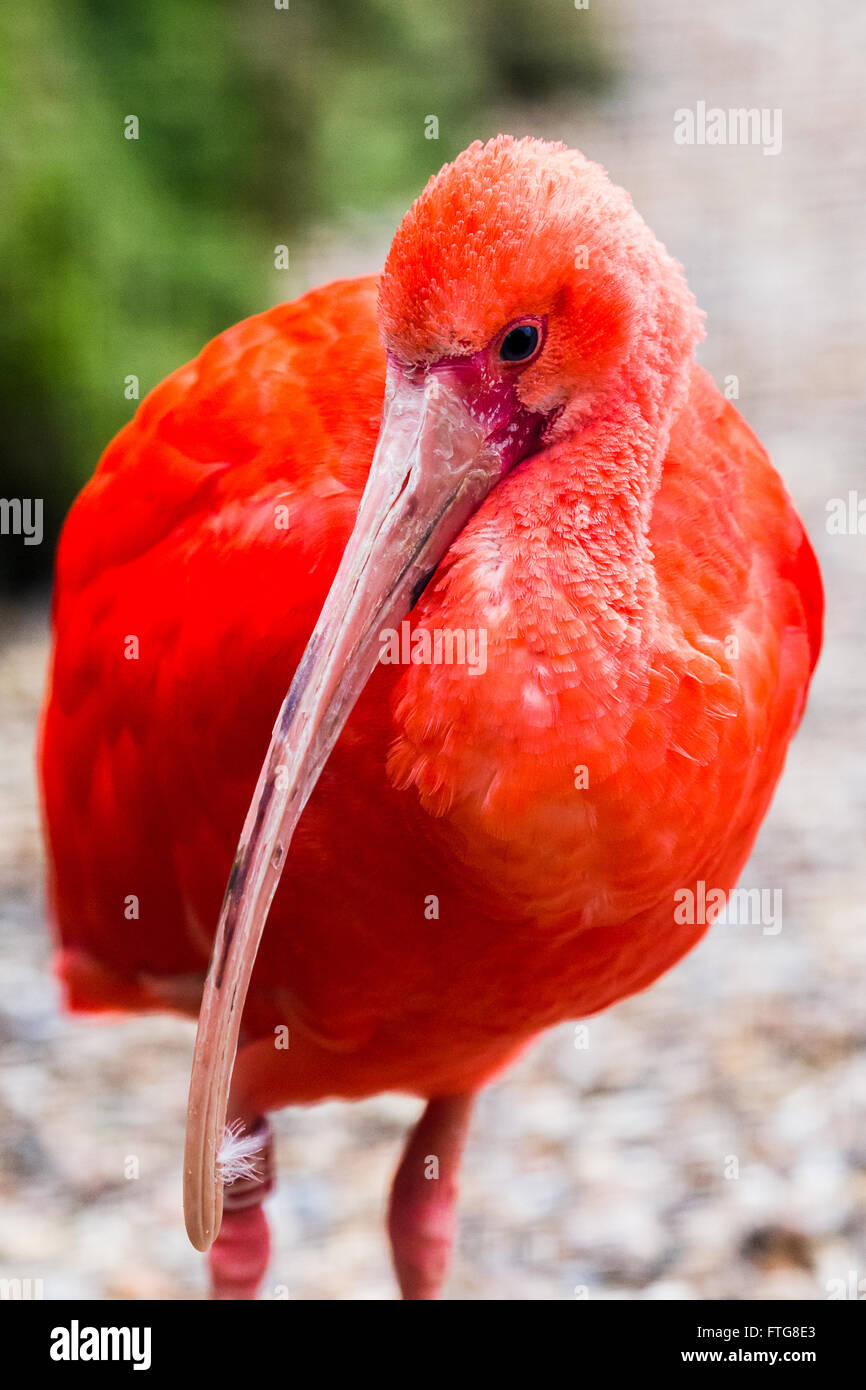 Three quarter Length Portrait Of A Beautiful Scarlet Ibis Bird In East three-quarter-length-portrait-of-a-beautiful-scarlet-ibis-bird-in-east