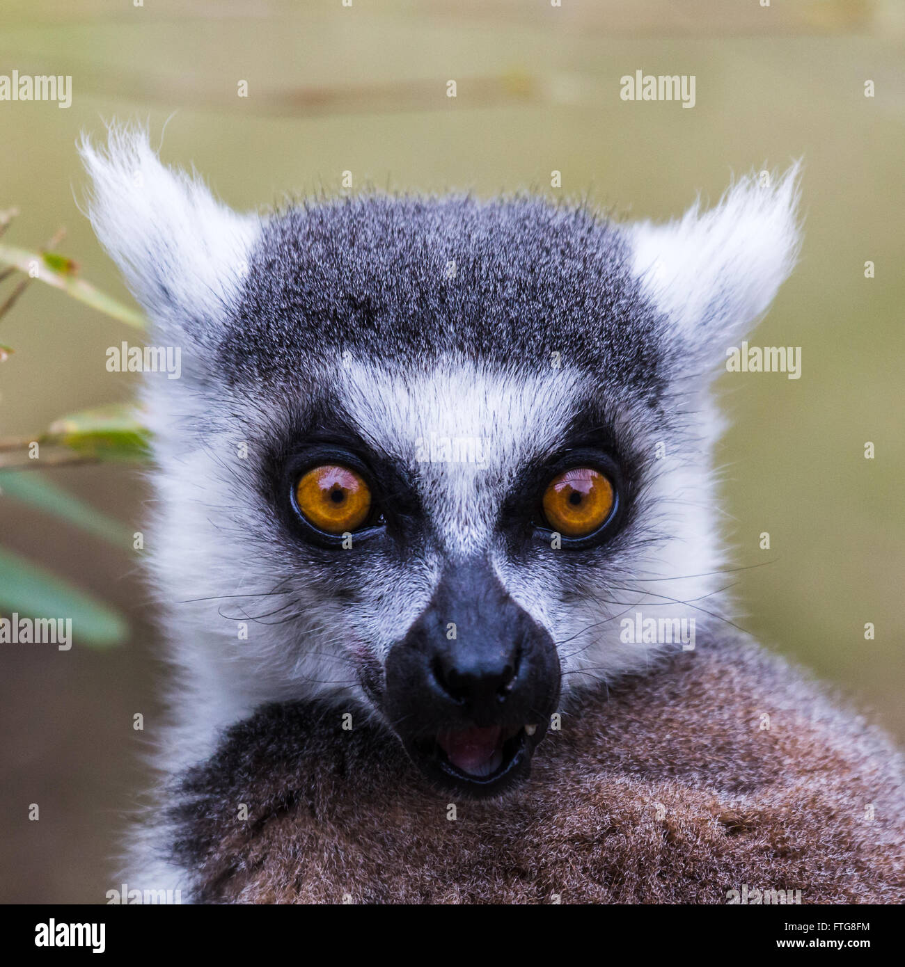 Square cropped close-up portrait of a Ring-tailed lemur as it pauses from a feed in Norfolk. Stock Photo