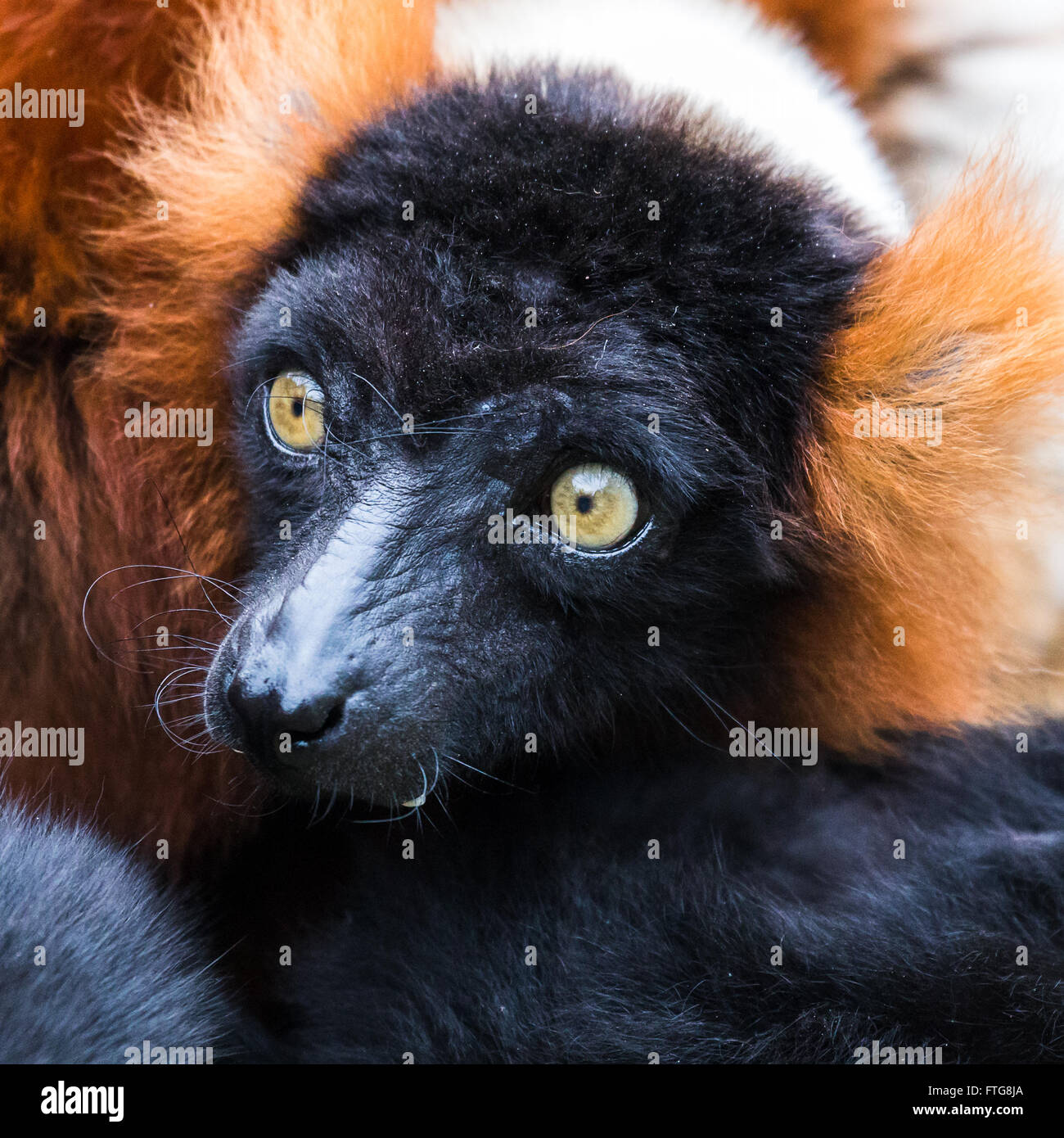Square cropped close-up portrait of a Red-ruffed lemur as it wakes from a snooze in the sun in Norfolk. Stock Photo