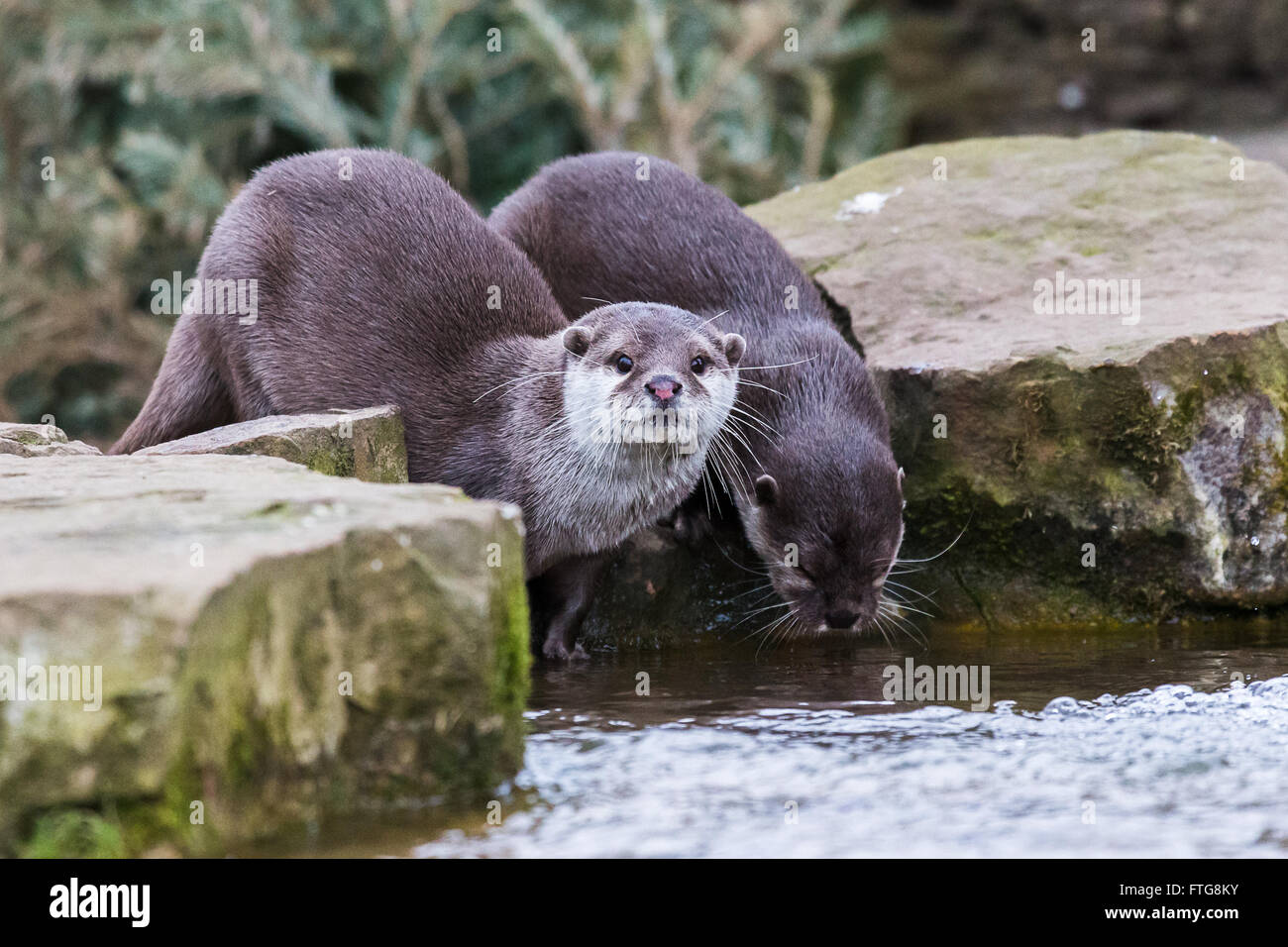 Duo of Oriental short-clawed otters lapping up a drink from a large pool of water in Norfolk. Stock Photo