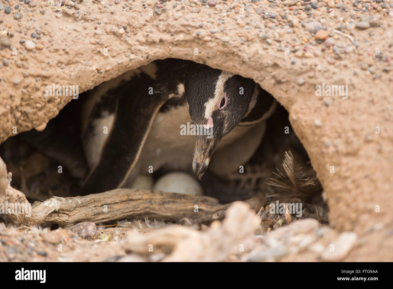 magellanic penguin brooding in punta tombo, patagonia, argentina Stock Photo