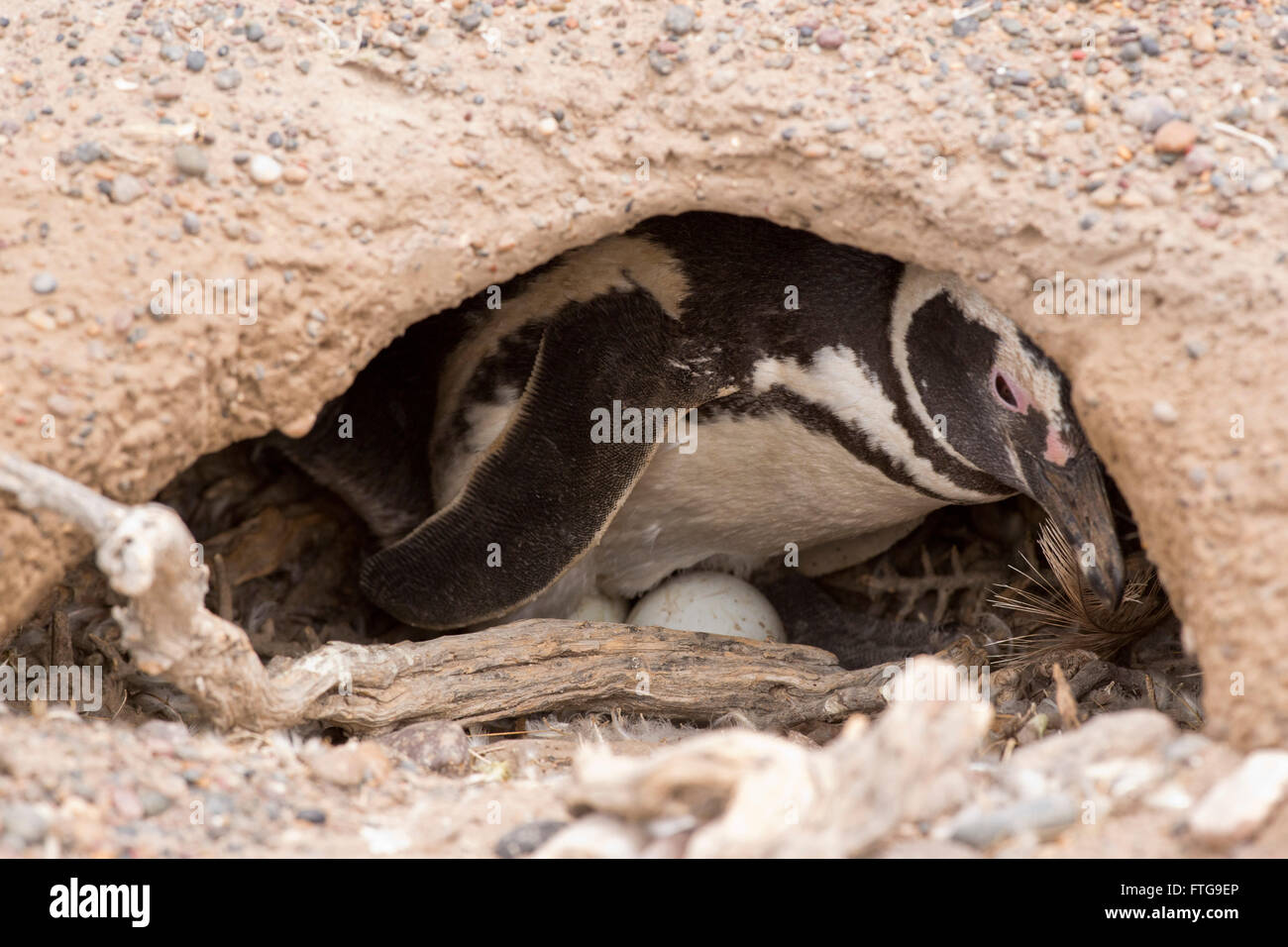 magellanic penguin brooding in punta tombo, patagonia, argentina Stock Photo