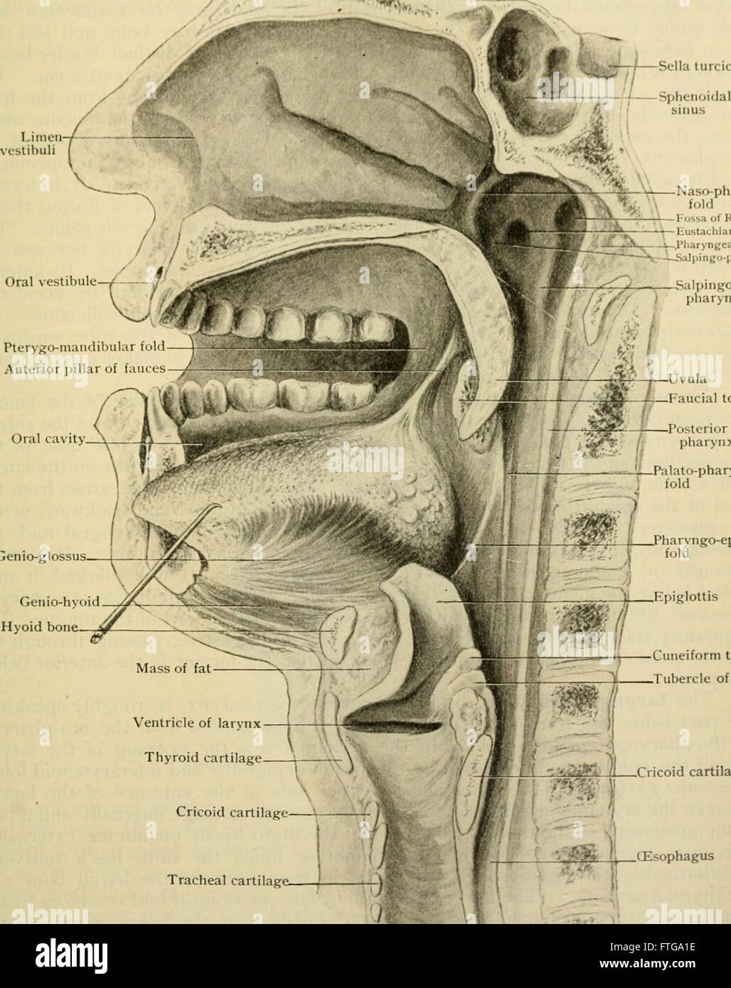 Human anatomy, including structure and development and practical considerations (1911) Stock Photo