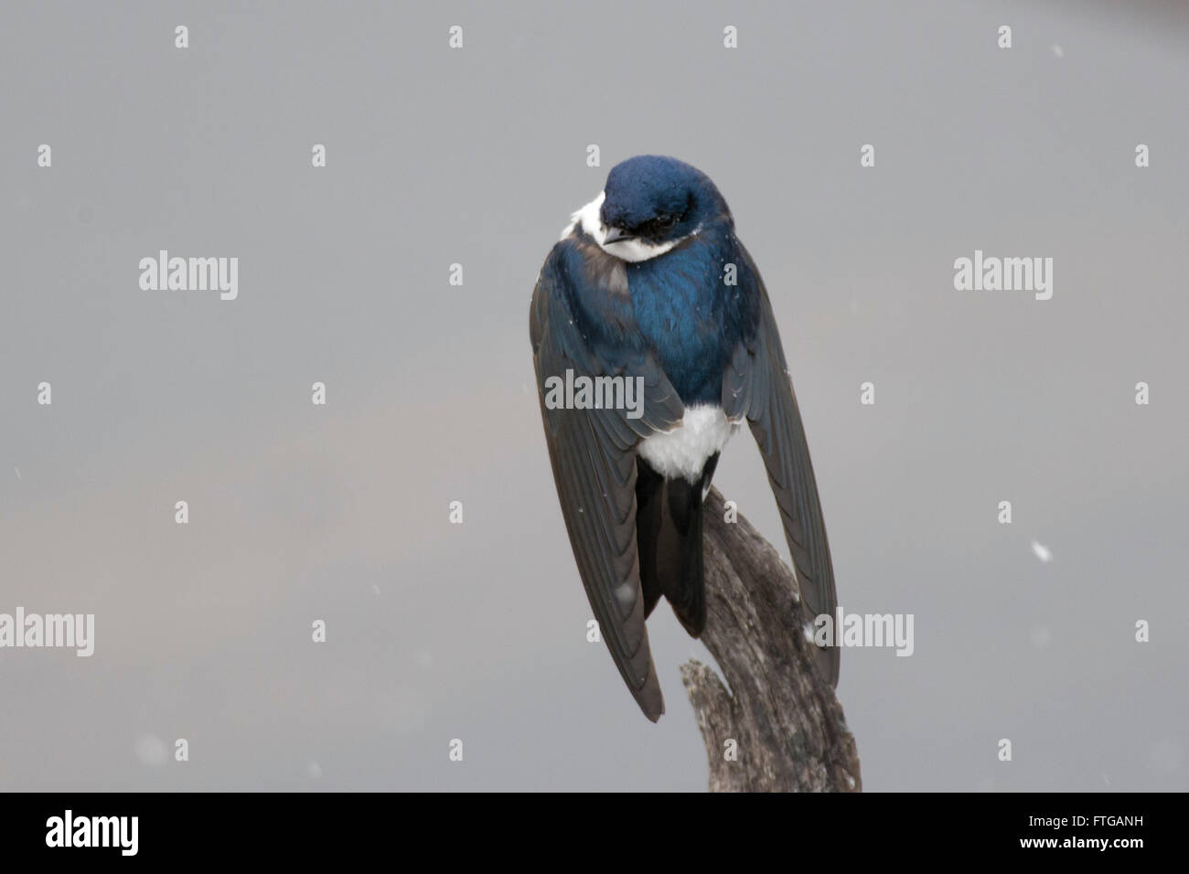 a chilean swallow (scientific name tachycineta meyeni) on a branch Stock Photo