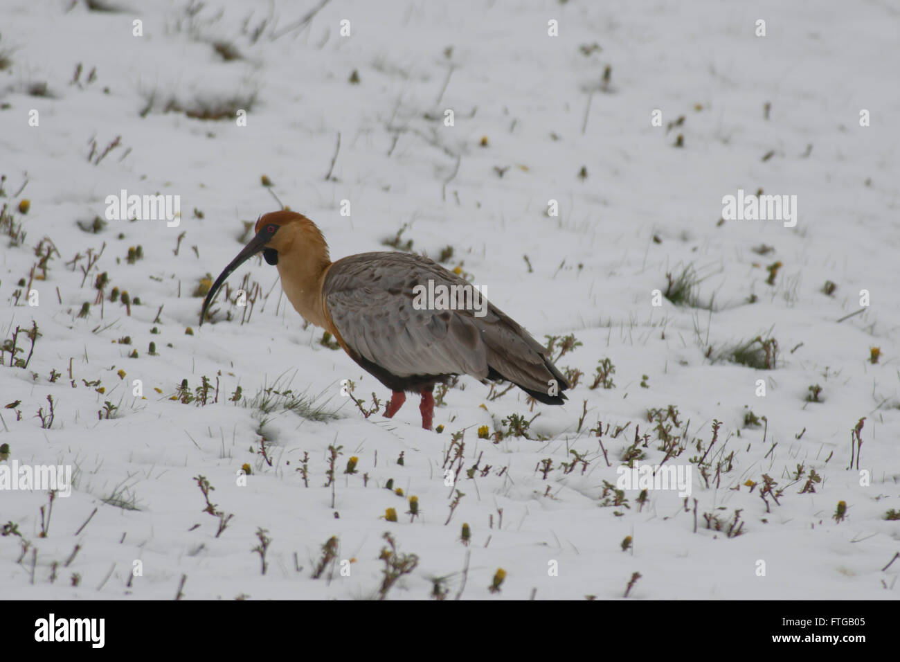Black-faced ibis staying on the snow in Tierra del Fuego National Park. Typical argentinian bird called Bandurria Austral Stock Photo
