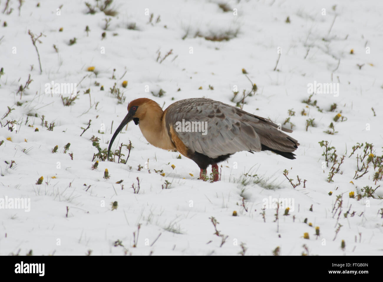 Black-faced ibis staying on the snow in Tierra del Fuego National Park. Typical argentinian bird called Bandurria Austral Stock Photo