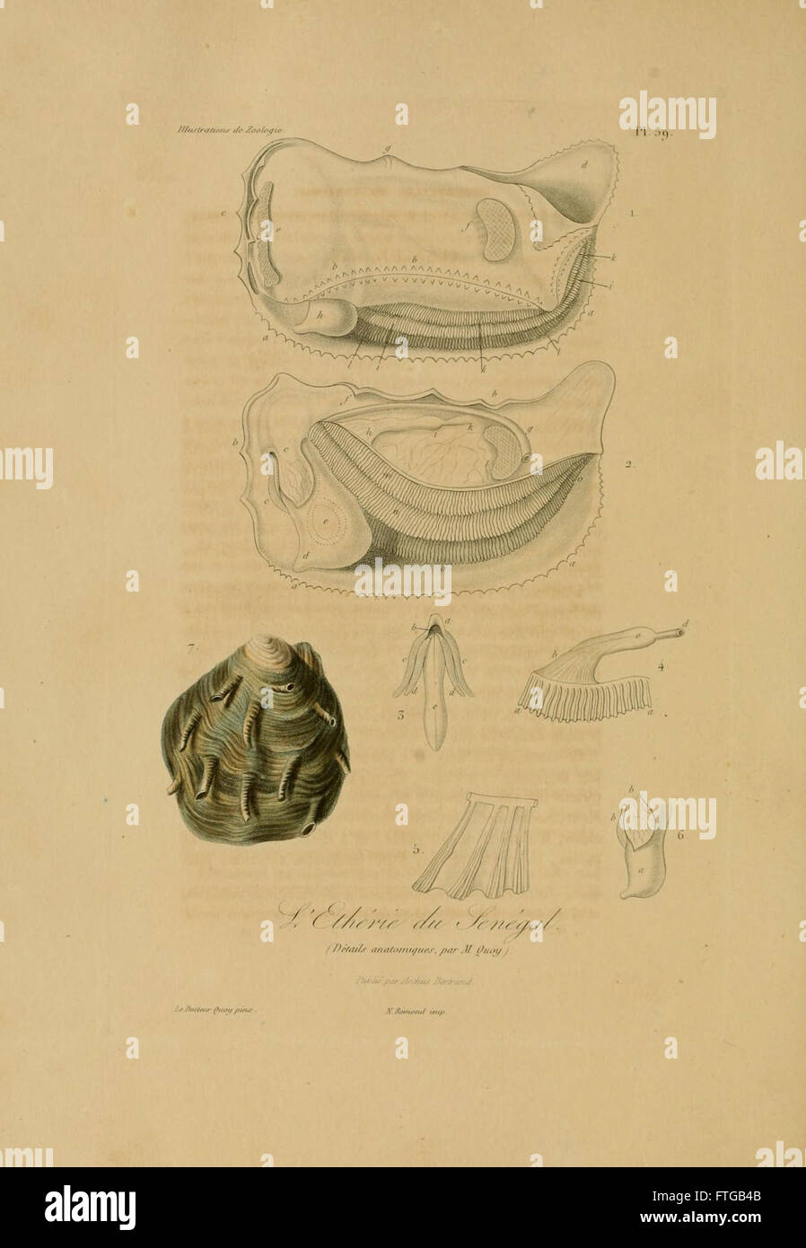 A zoological illustration work featuring painted figures of animals ...