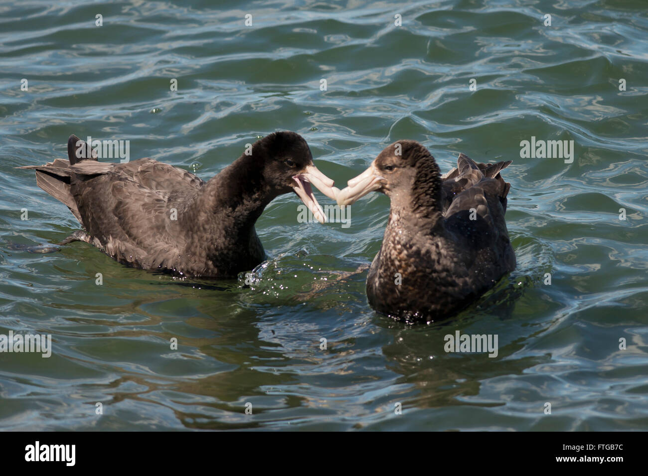 two southern giant petrel on the water of the Beagle Channel in Ushuaia, Tierra del Fuego Stock Photo