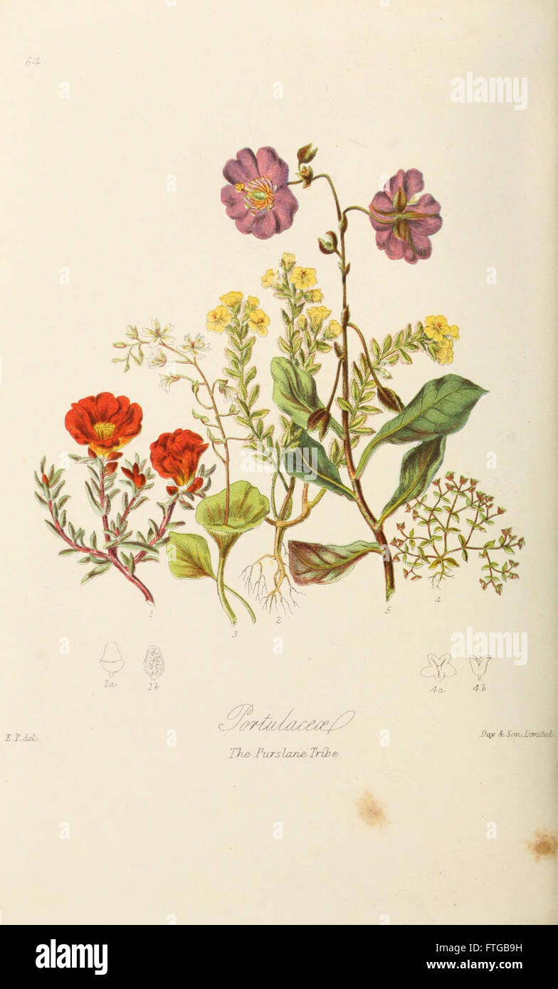 Plate 64 features botanical illustrations that categorize plants into ...