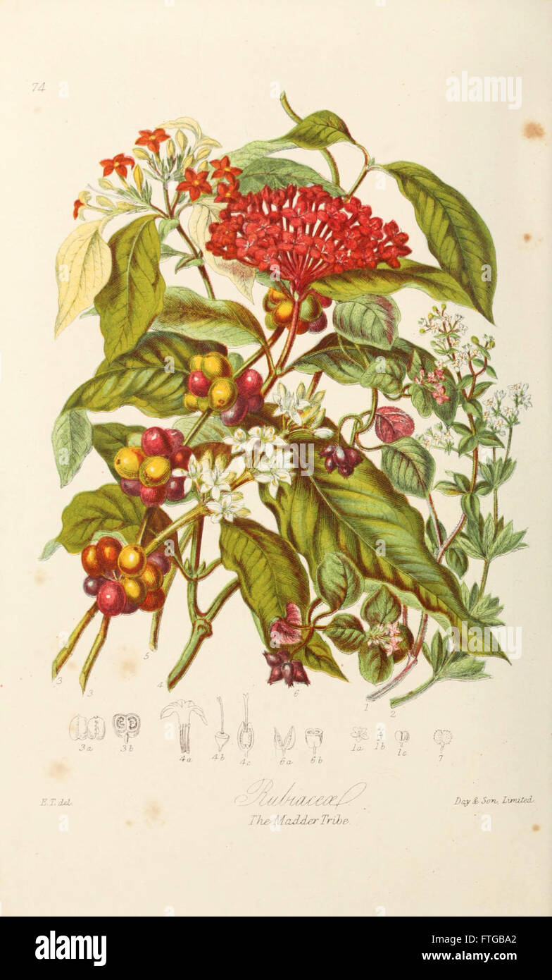 Botanically Plate 74 from a botanical study, showcasing various plant species ...
