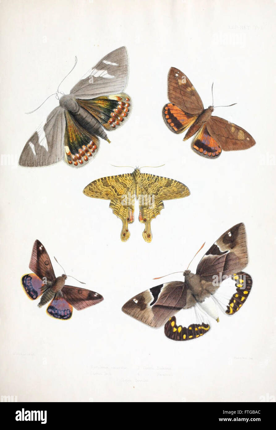 Illustrations of typical specimens of Lepidoptera Heterocera in the collection of the British Museum (Pl. I) Stock Photo