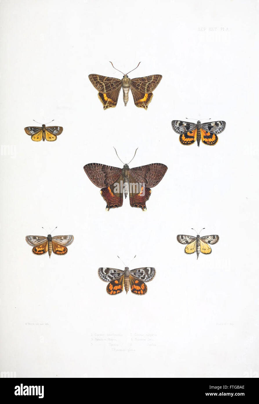 Illustrations of typical specimens of Lepidoptera Heterocera in the collection of the British Museum (Pl. III) Stock Photo