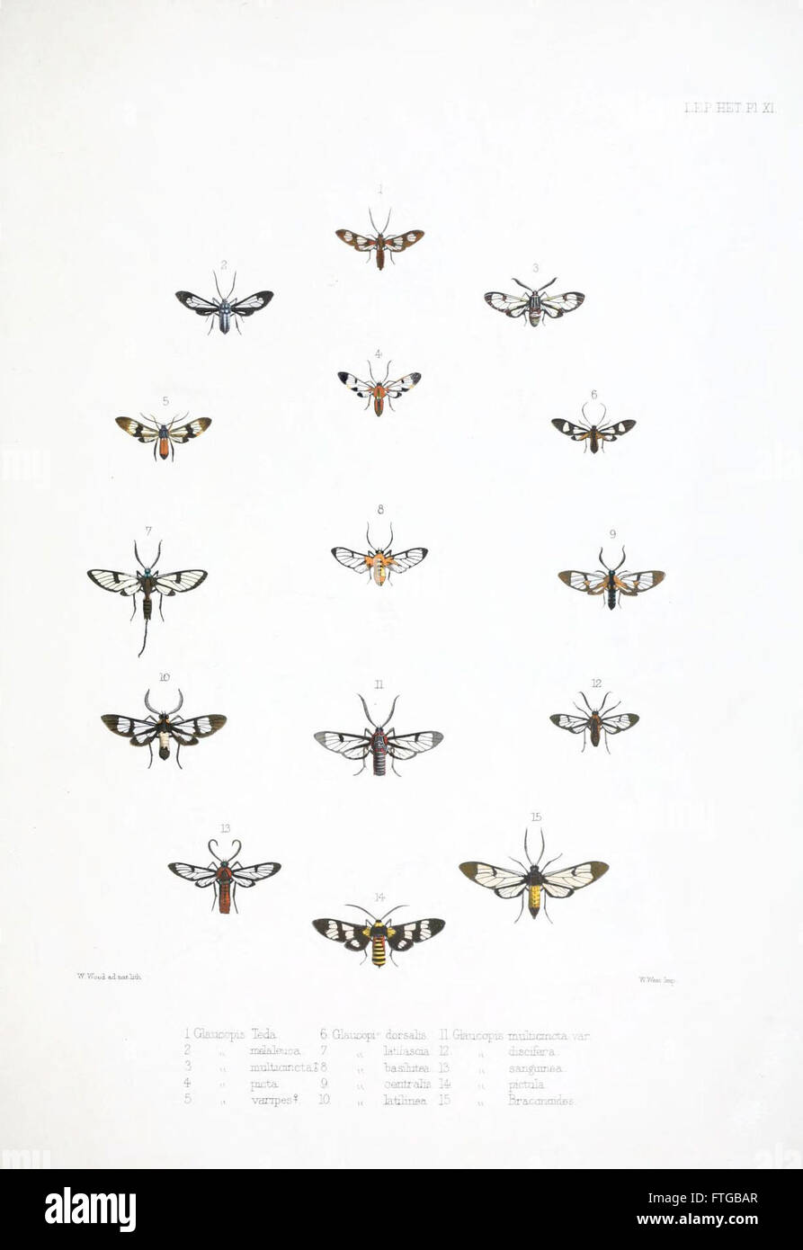 Illustrations of typical specimens of Lepidoptera Heterocera in the collection of the British Museum (Pl. XI) Stock Photo