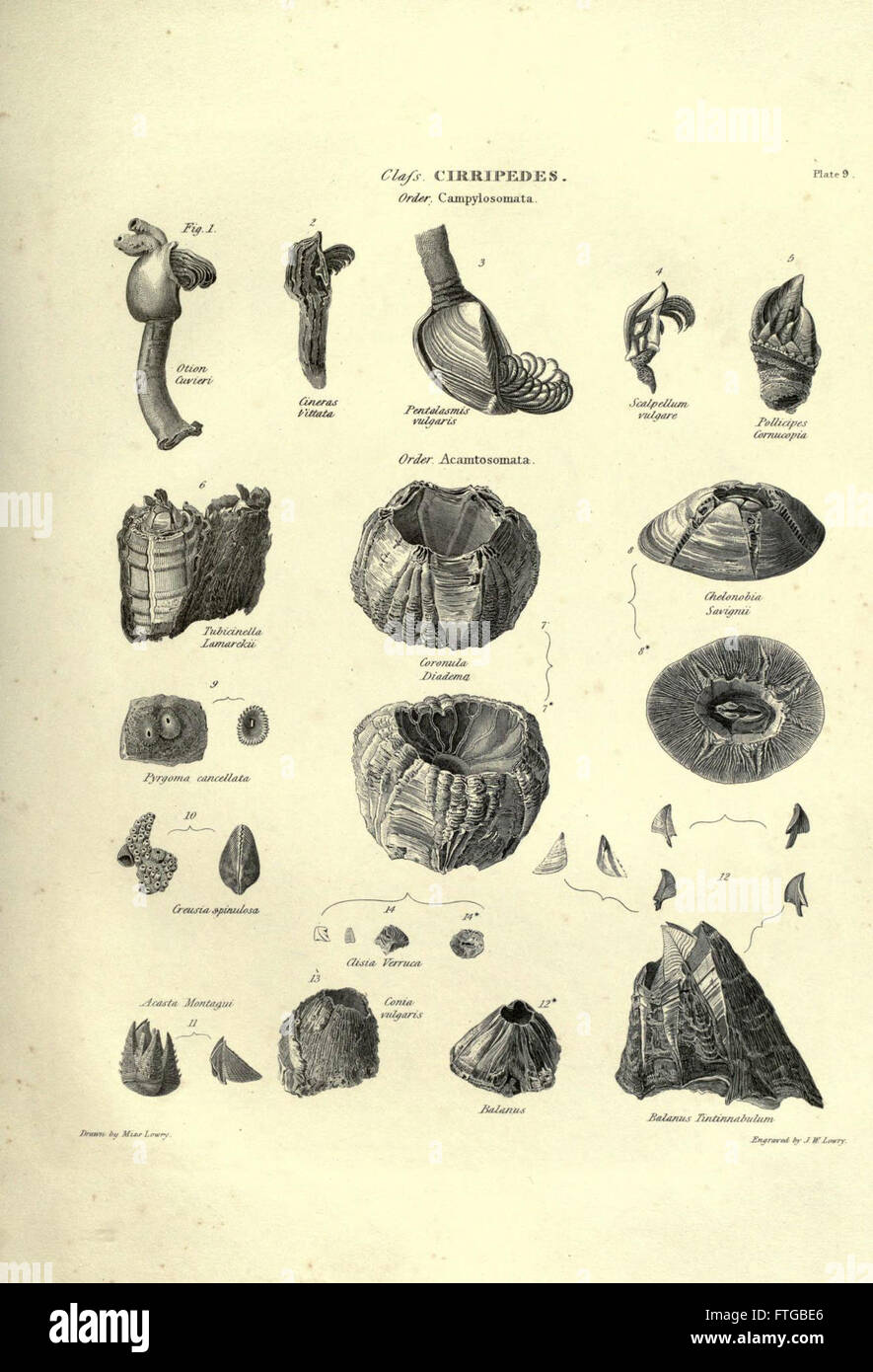 A zoological illustration from a scientific work, depicting various ...