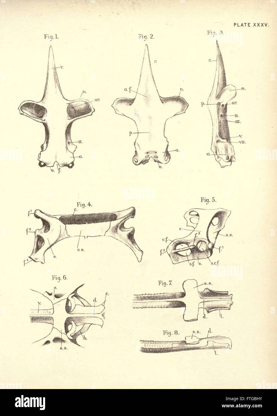 Plate XXXV from *Illustrations of Zoology* displays various species of ...