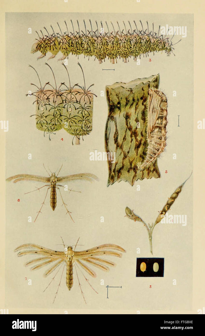 This plate illustrates a variety of insect species native to India ...
