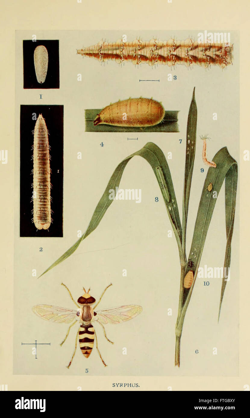 Insect of india hi-res stock photography and images - Alamy