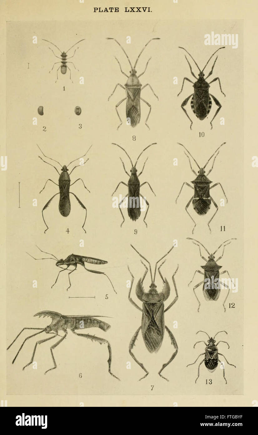 Indian insect life (Plate LXXVI) Stock Photo