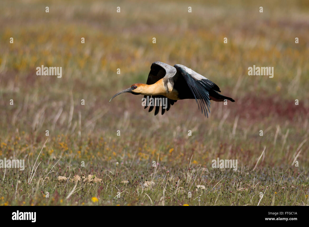 Black-faced ibis flying over meadows in Patagonia. Typical argentinian bird called Bandurria Austral Stock Photo