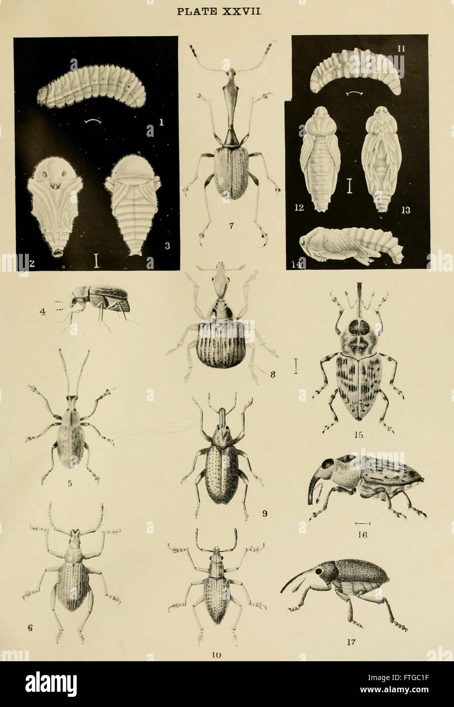 Indian insect life (Plate XXVII Stock Photo - Alamy