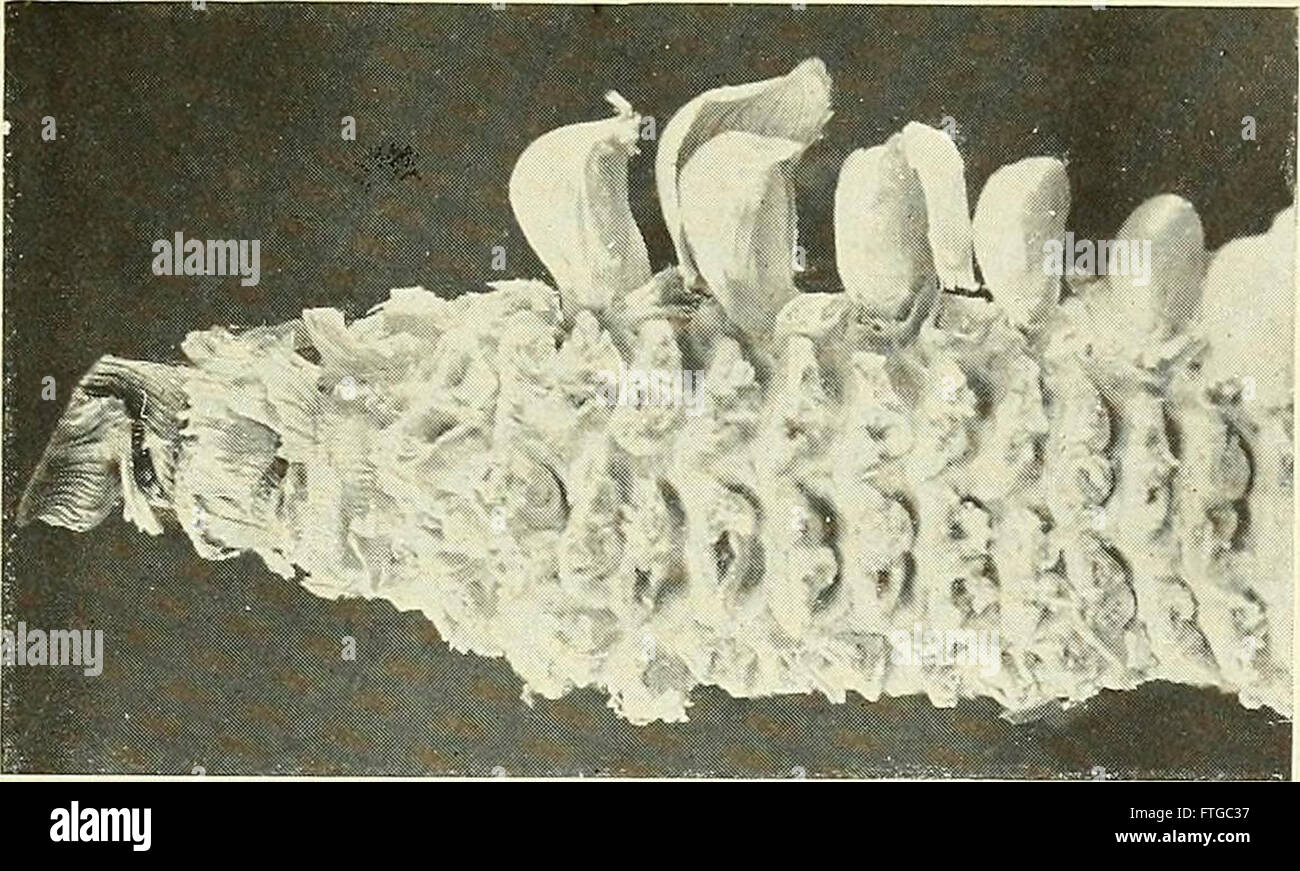 Mendelian genetics in corn hi-res stock photography and images - Alamy