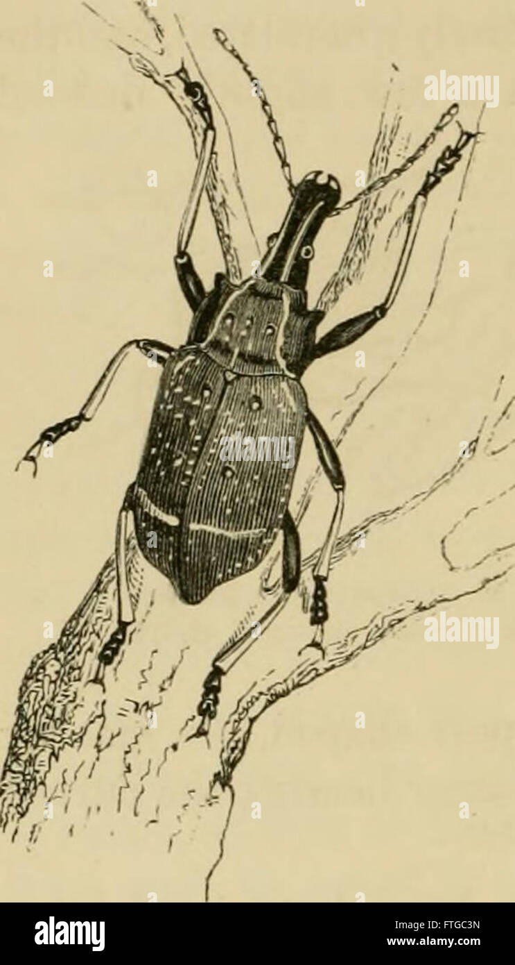 Insects abroad - being a popular account of foreign insects, their ...