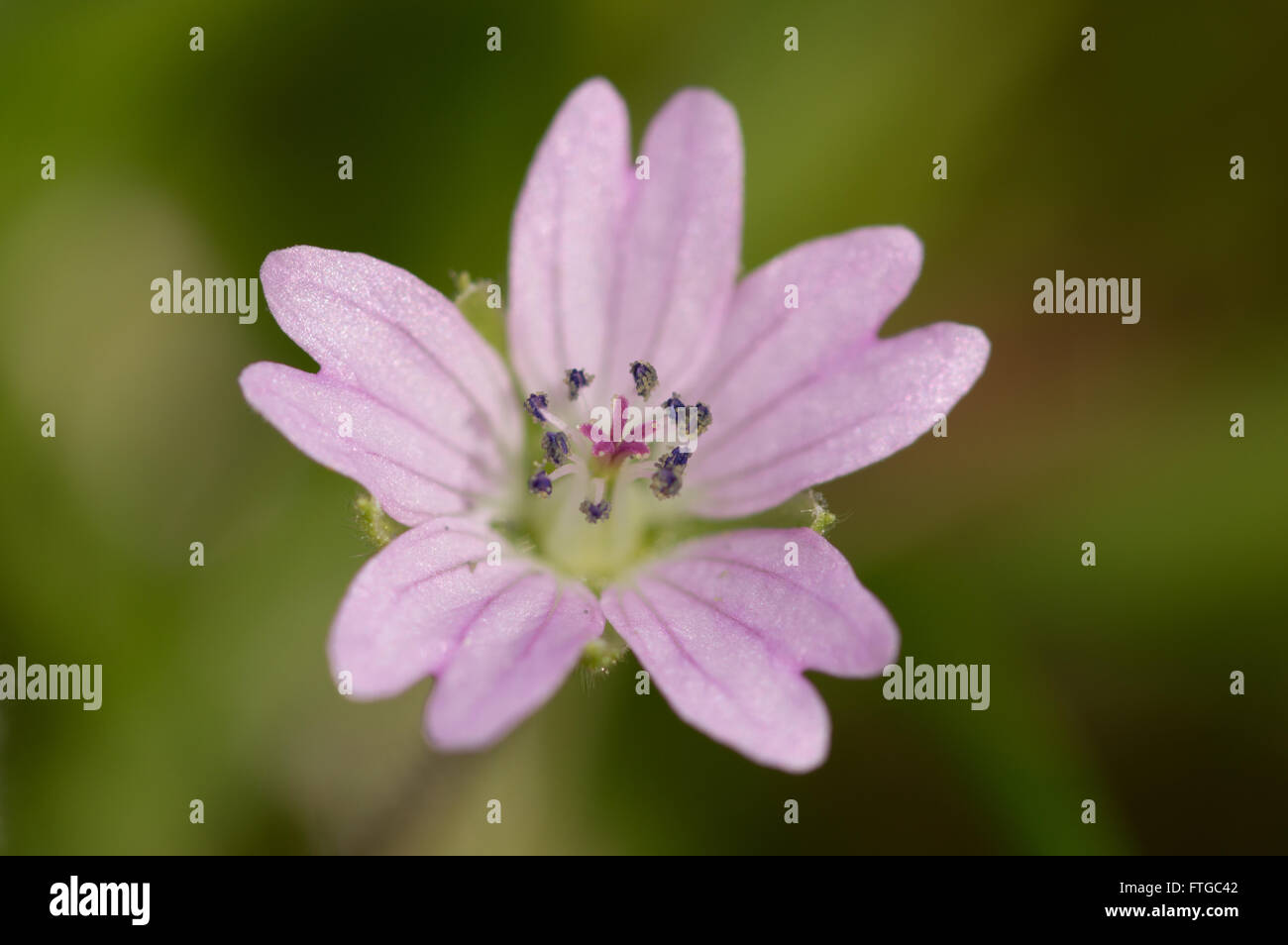 A macro shot of a Dove's-foot Crane's-bill flower (Geranium molle Stock ...