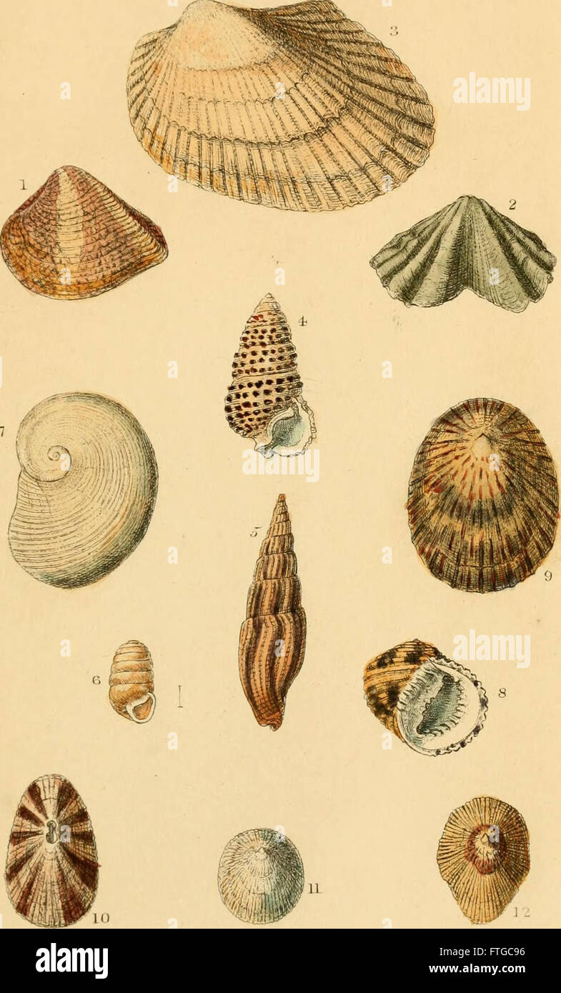 This 1855 study identifies and classifies shells described by Carl ...