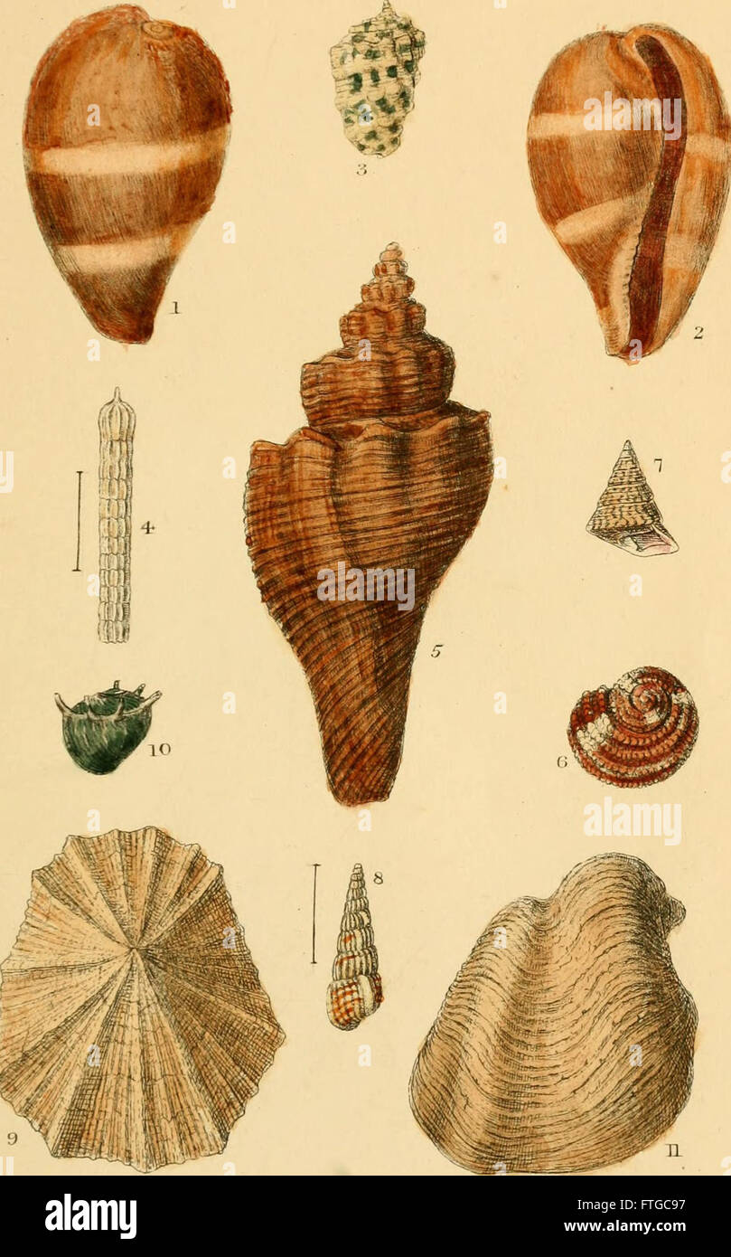 Conchylia hi-res stock photography and images - Alamy