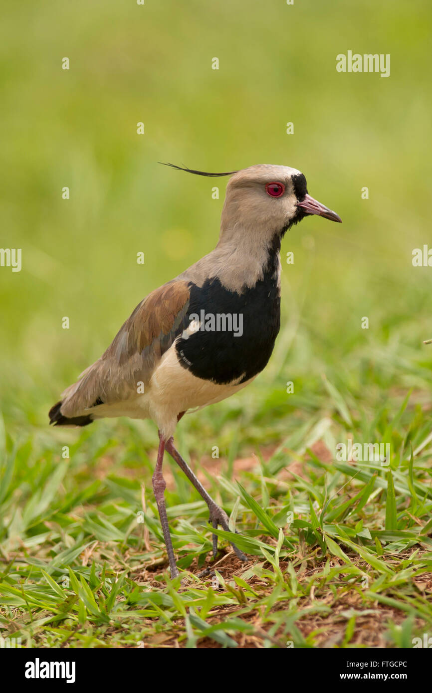 Southern lapwing on the grass. Typical bird of South America, also called Tero (Vanellus Chilensis) Stock Photo