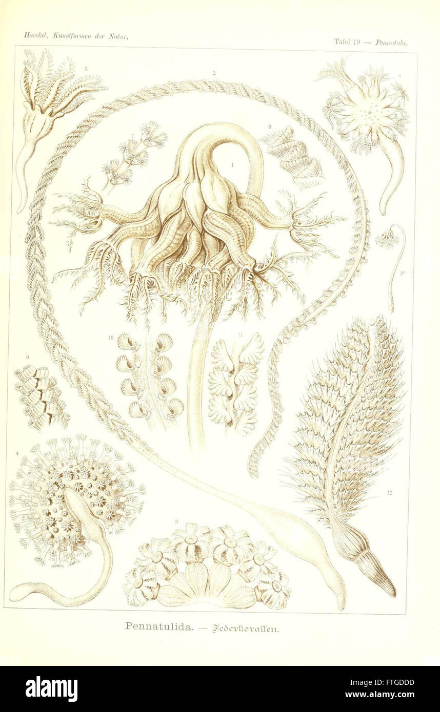 An illustration from 'Kunstformen der Natur' (Plate 19), highlighting ...