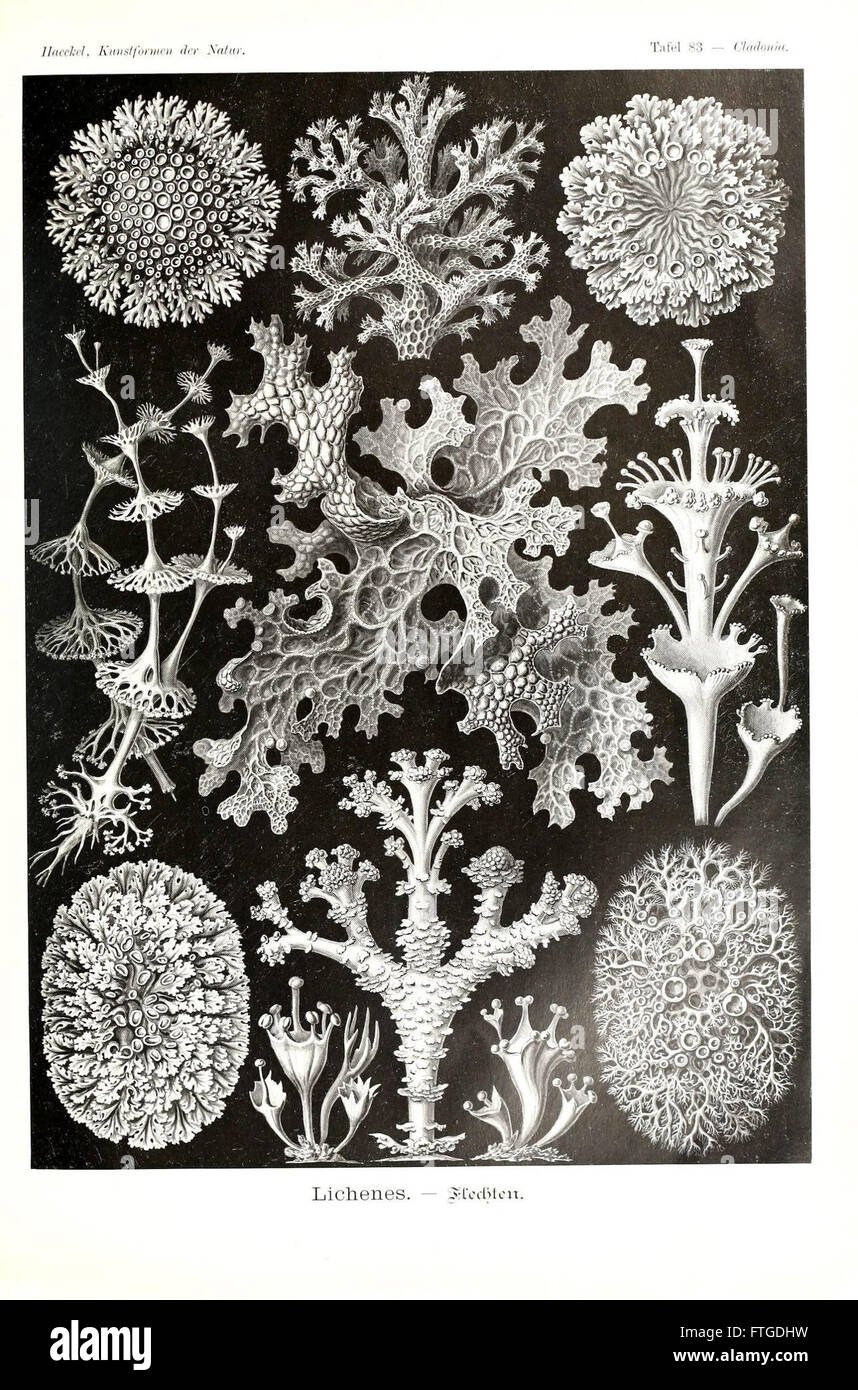 Kunstformen der Natur (Tafel 83 Stock Photo Alamy