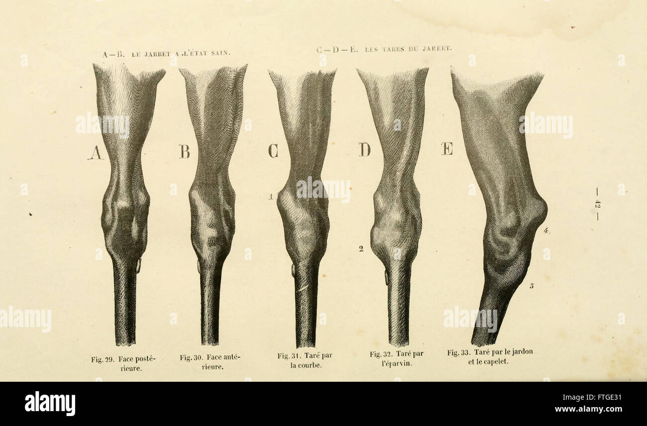 *La Connaissance Générale du Cheval* offers a detailed overview of ...