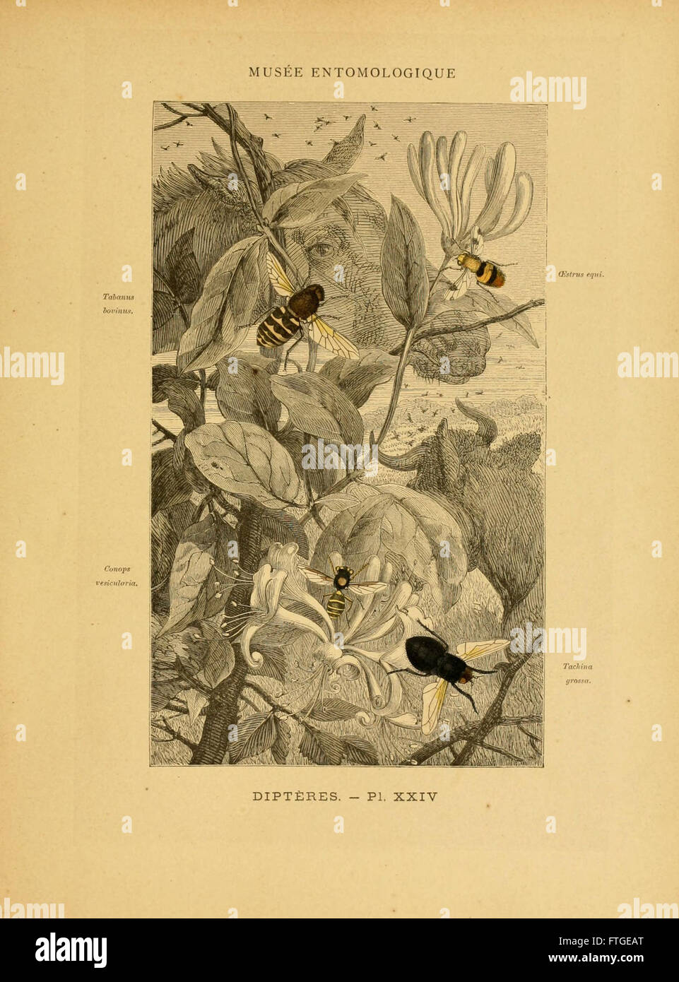 Spec Insect A detailed scientific illustration of various insect species, featured ...