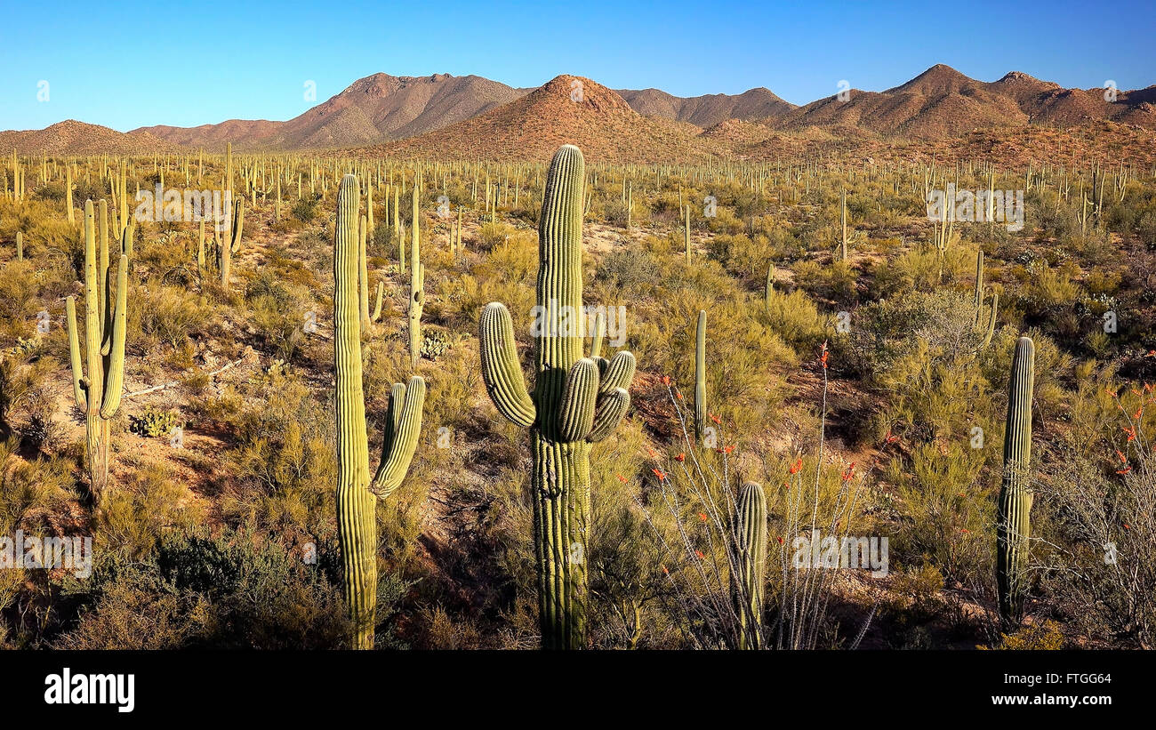 Landscape of Saguaro Cactus at Saguaro National Park in Arizona Stock Photo