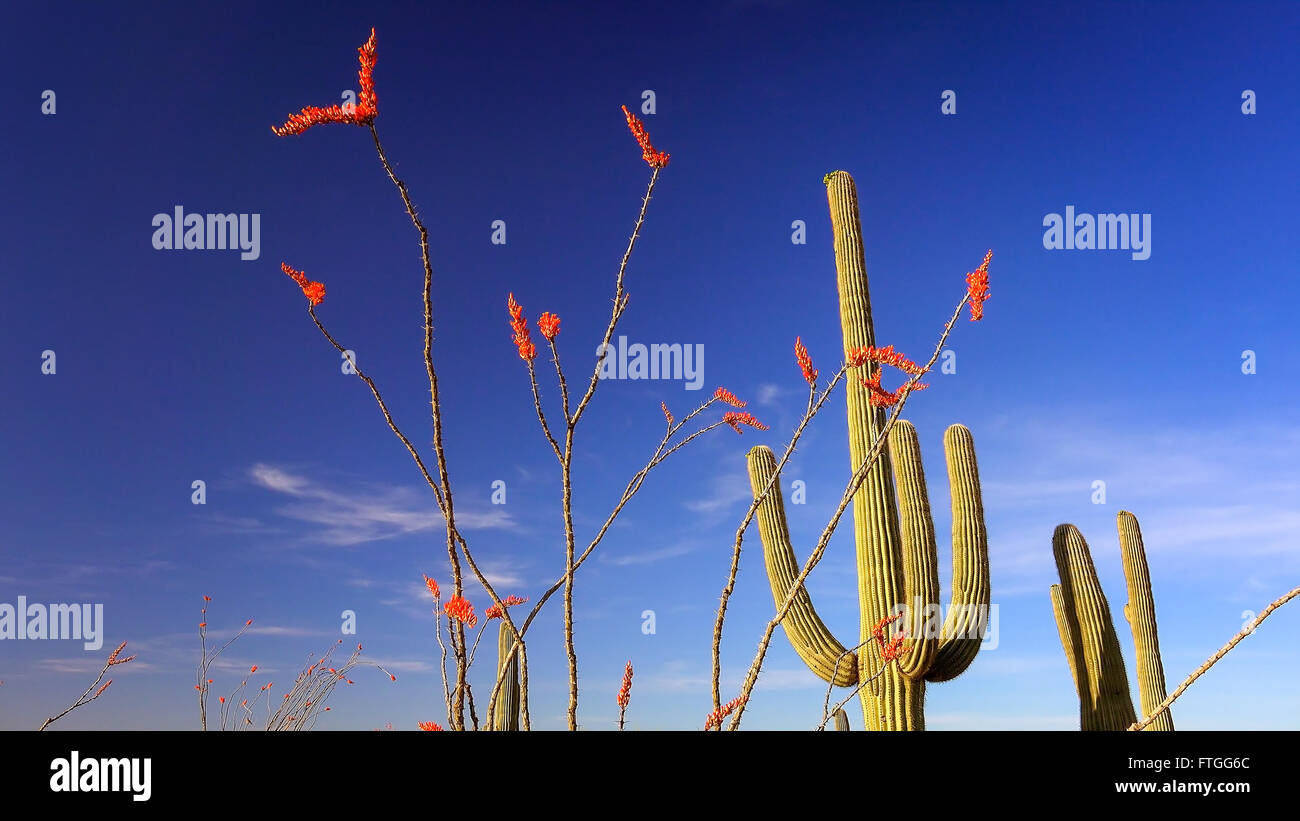 Saguaro Cactus and Ocotillo with colorful blooms in Saguaro National Park Stock Photo
