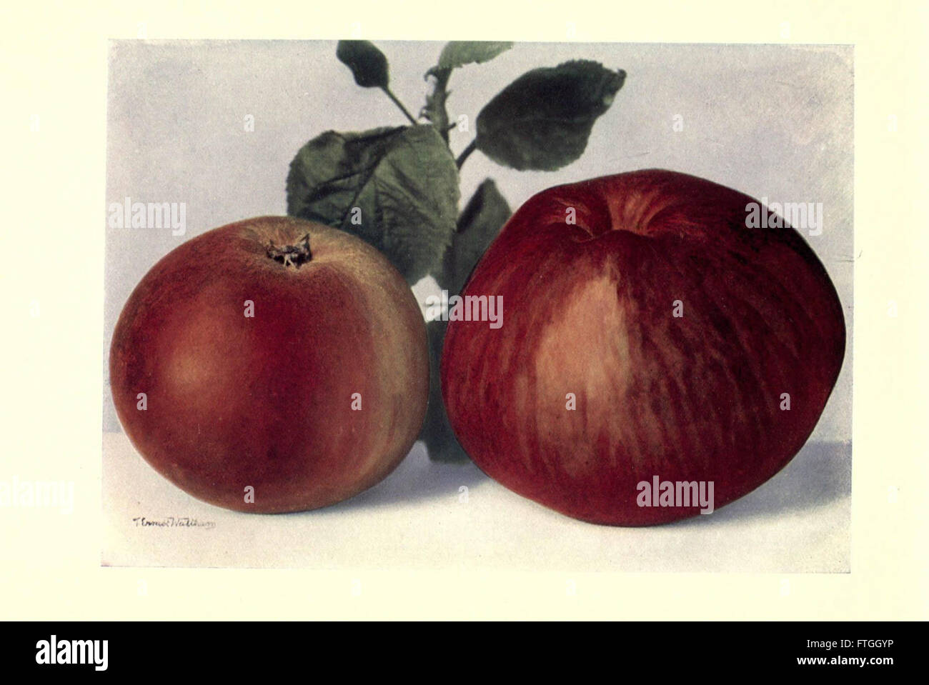 This plate illustrates the varieties and characteristics of apples and ...