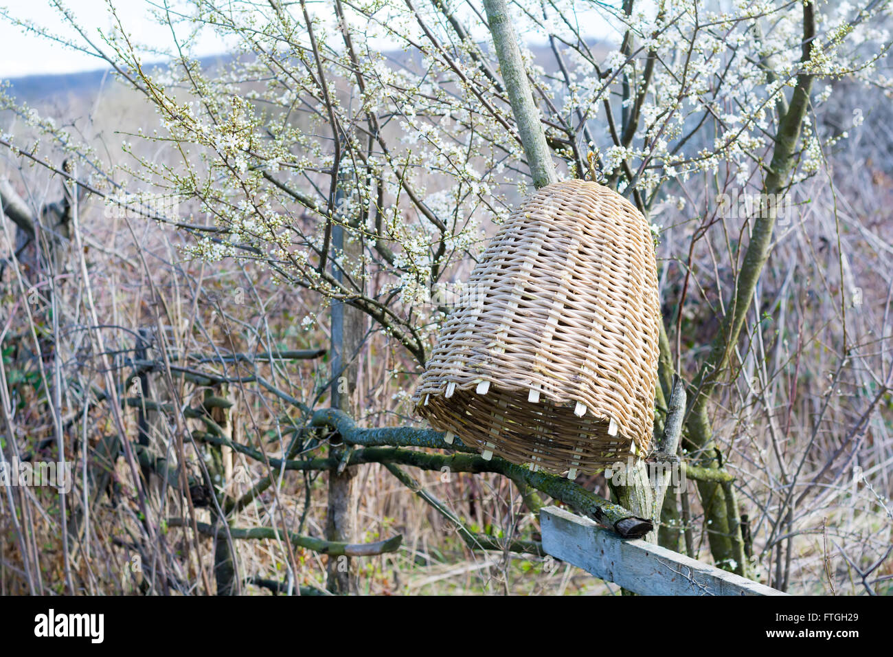 Handmade beehive to capture bee swarms in nature Stock Photo