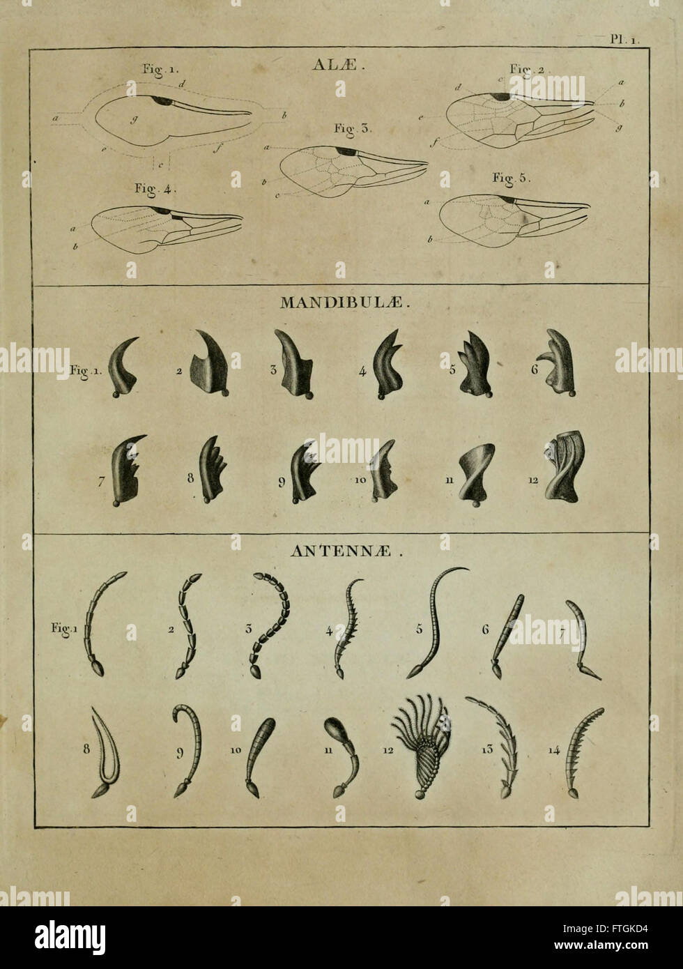 A publication proposing a new method of classifying hymenoptera and ...