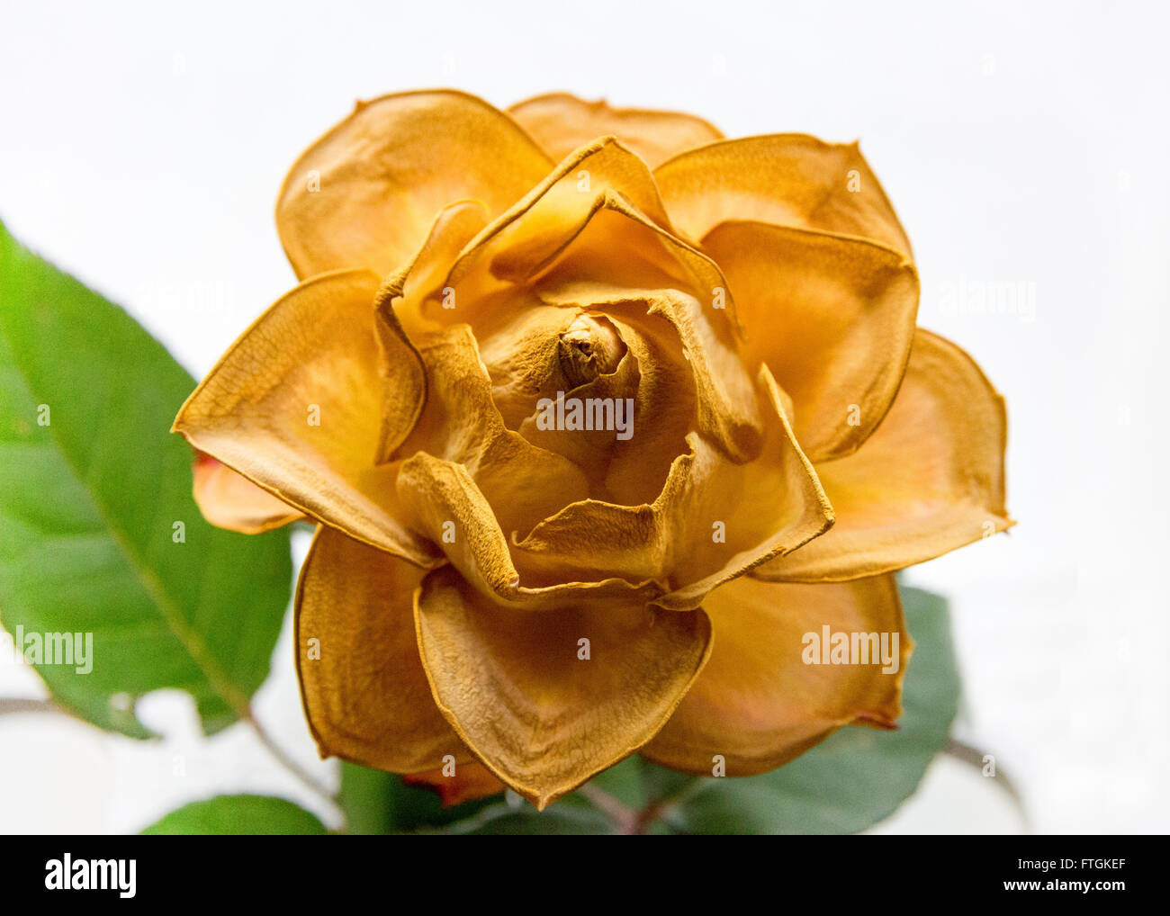 Dying rose hires stock photography and images Alamy