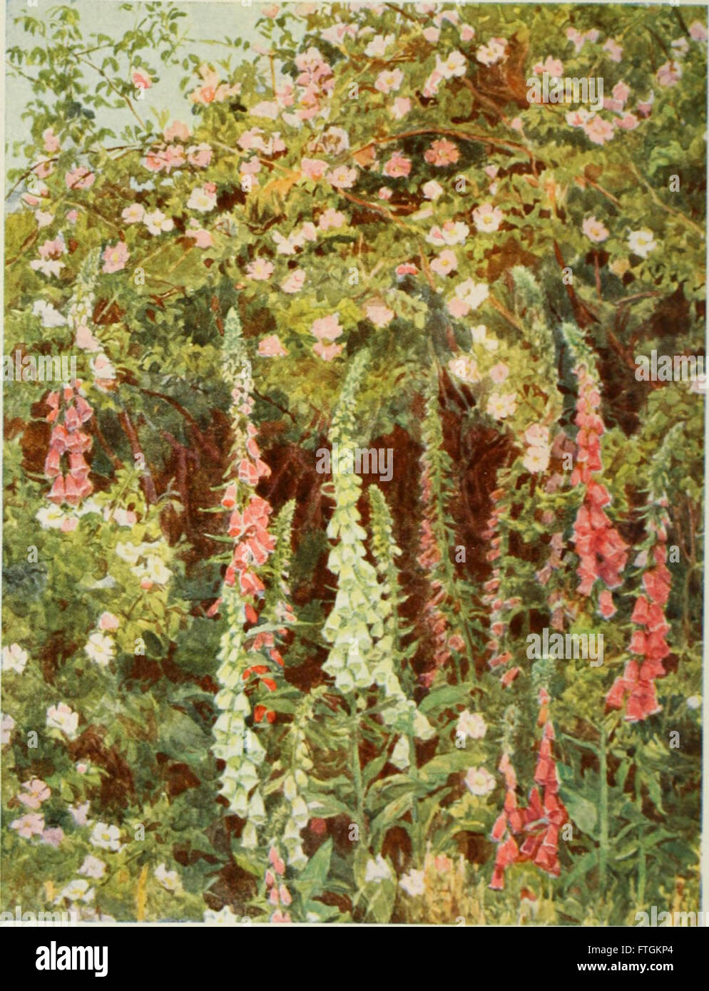 Old fashioned flowers hi-res stock photography and images - Alamy