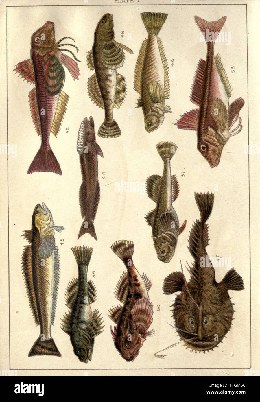 Our country's fishes and how to know them (Plate 7) Stock Photo