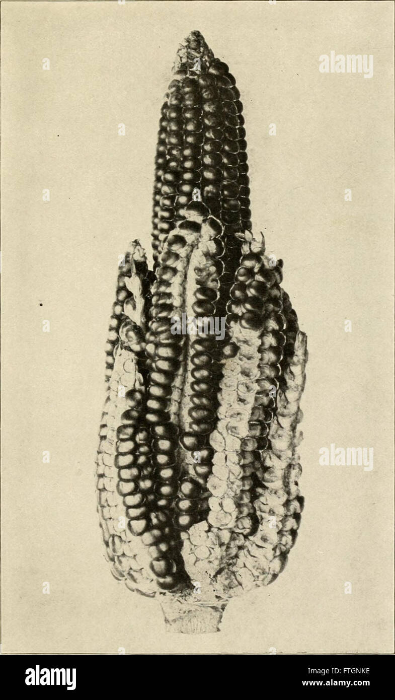 A 1907 publication discussing the plant-breeding experiments conducted ...