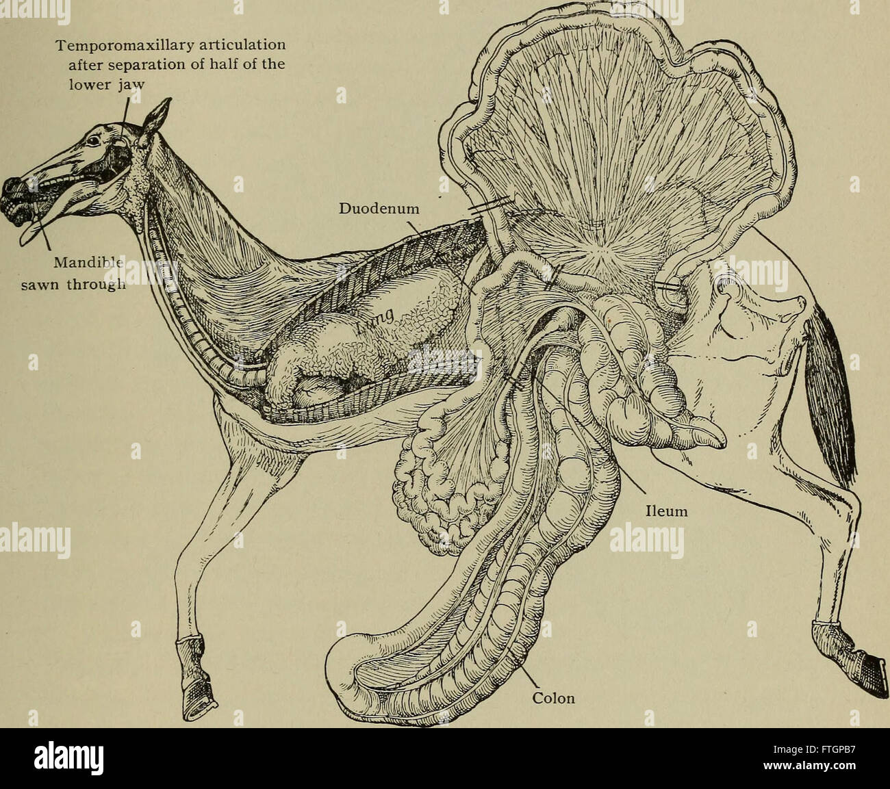 A 1906 manual on postmortem pathology, detailing the techniques for performing autopsies and interpreting findings to understand the causes of death and disease. Stock Photo