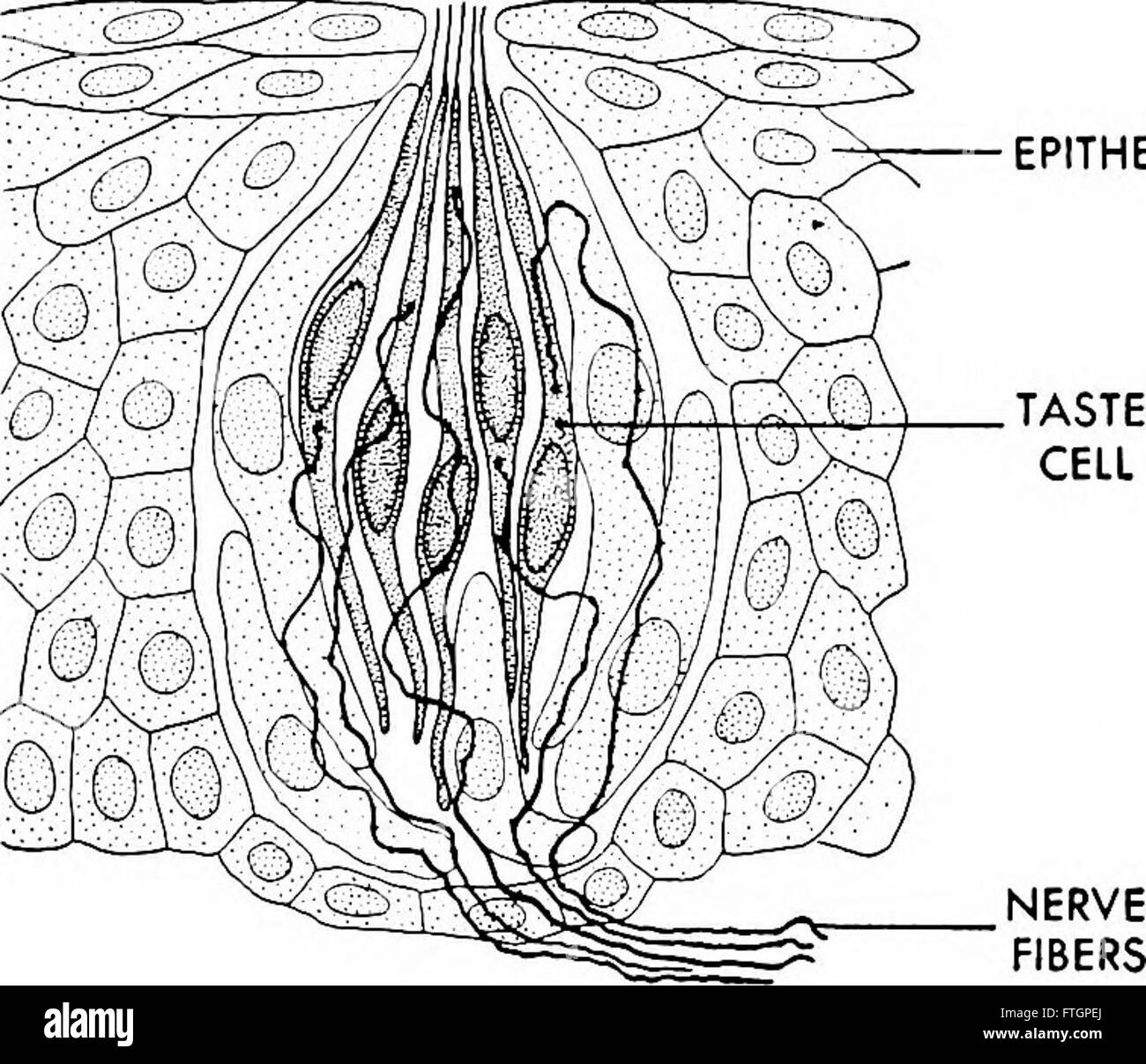 Biology cover page Black and White Stock Photos & Images - Alamy