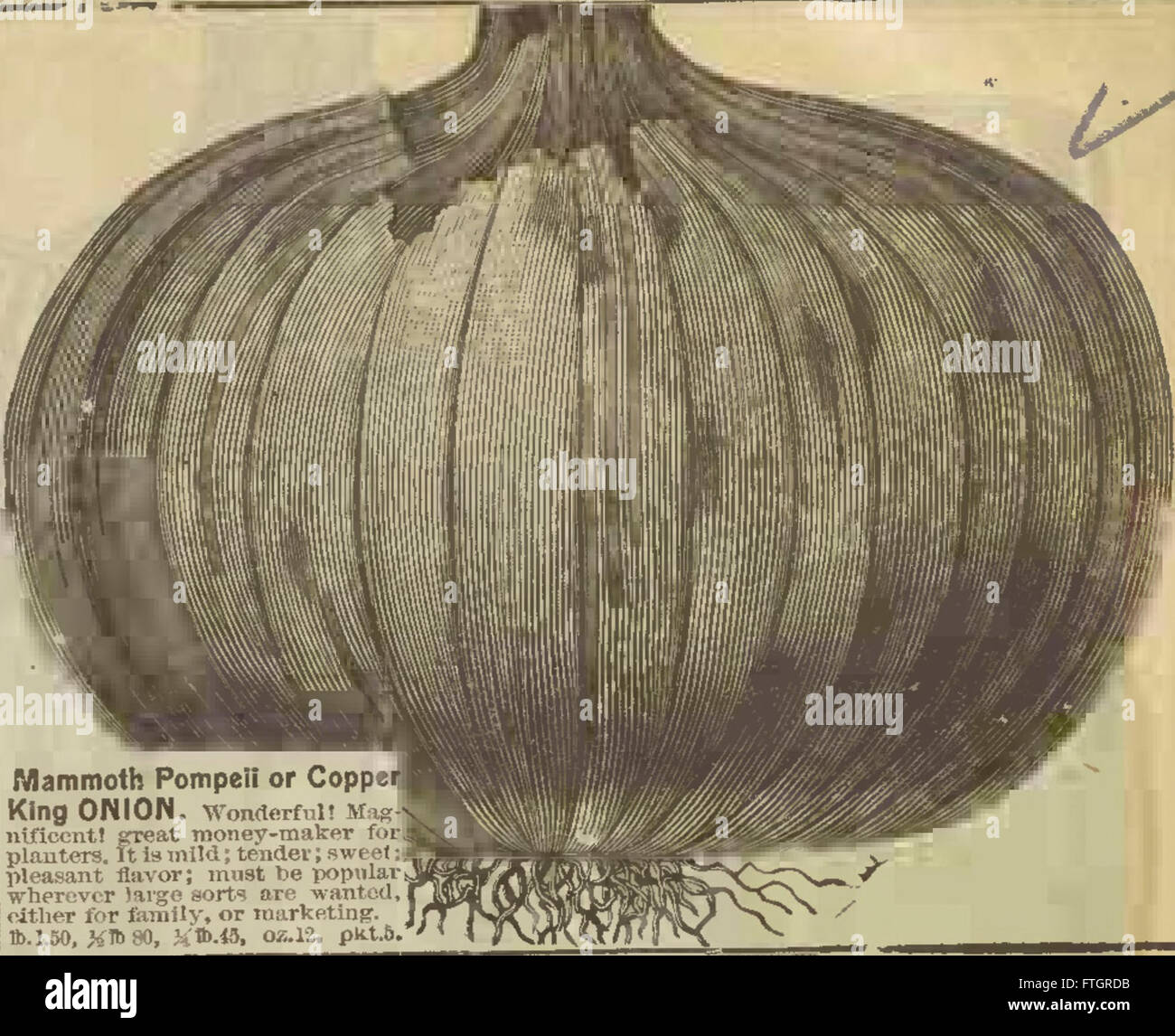R.H. Shumway garden guide (1902 Stock Photo Alamy
