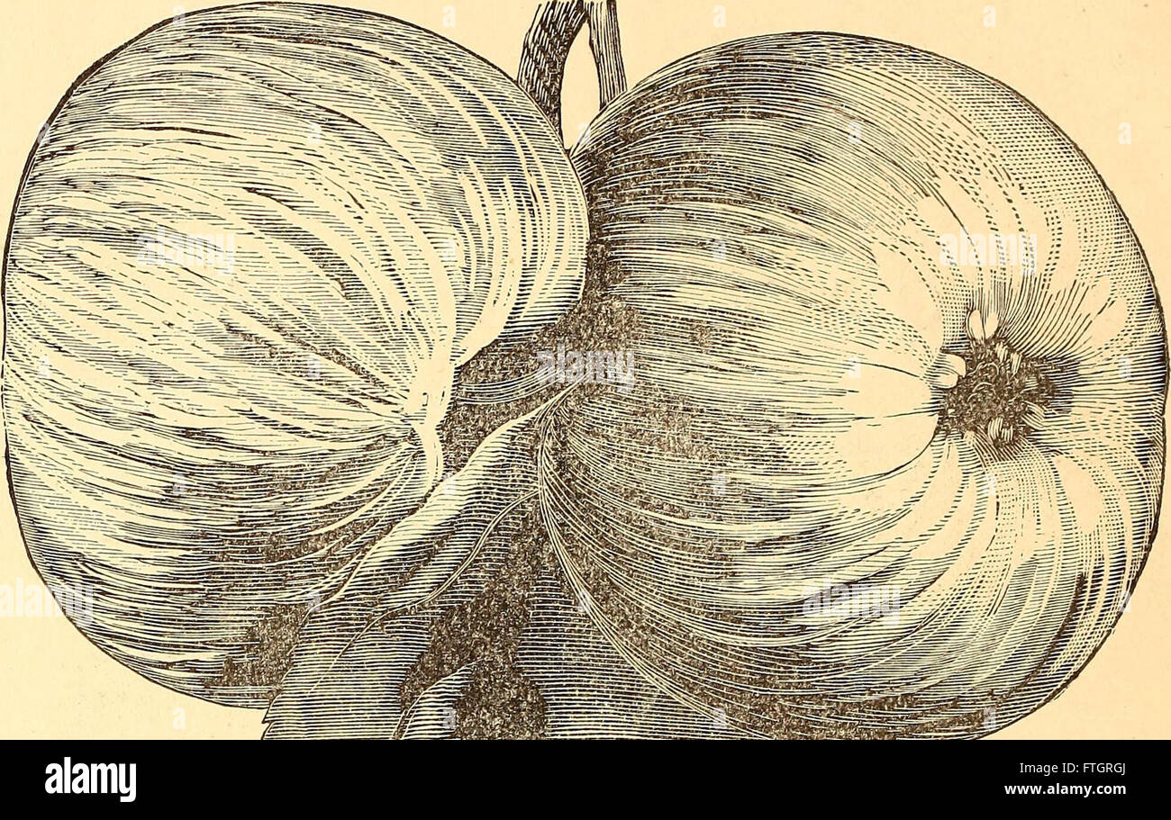 Reading Nursery (catalog) 1875. (1875 Stock Photo Alamy