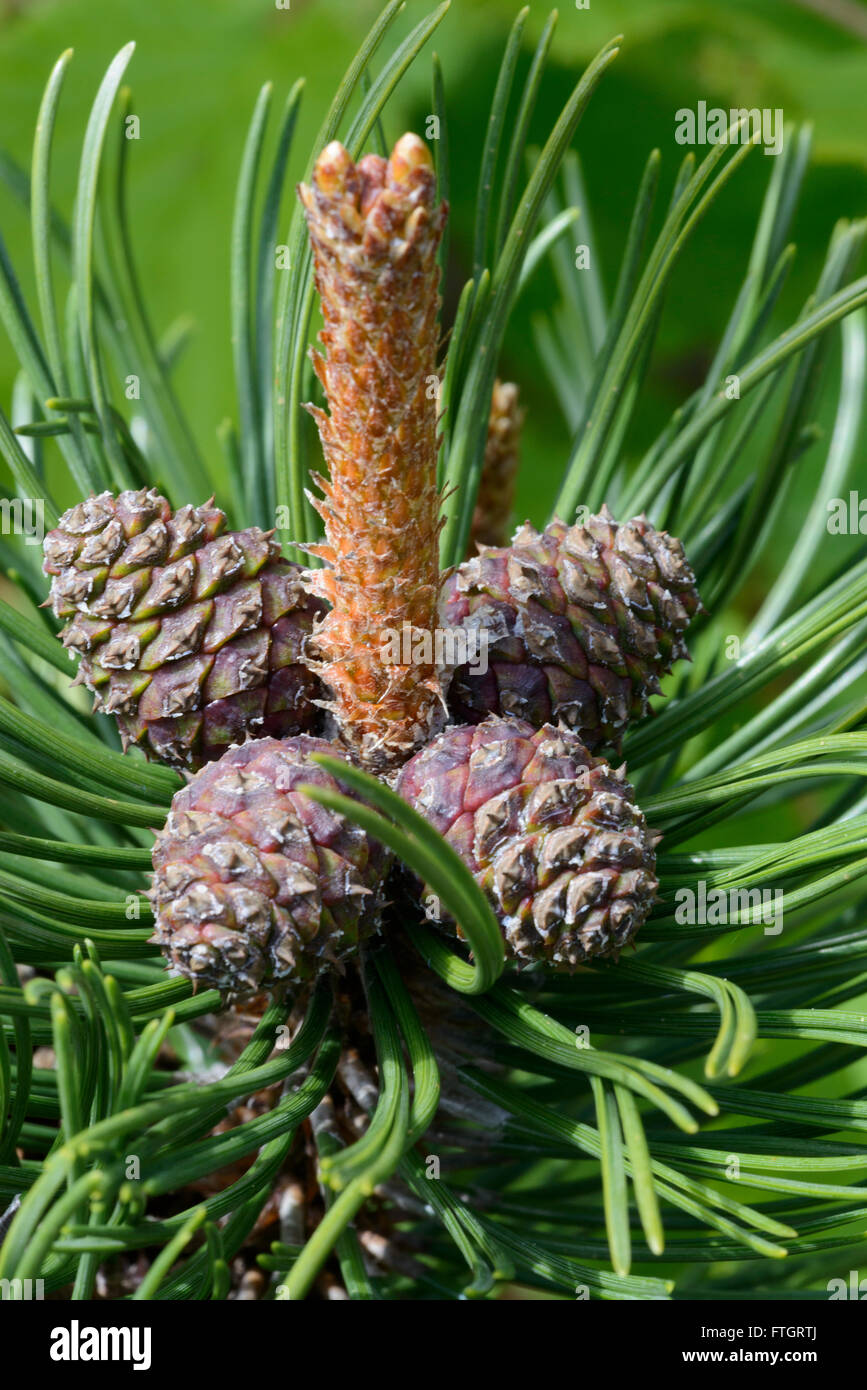 Corsican Pine (Pinus nigra ssp.laricio), cones and fresh growth Stock Photo